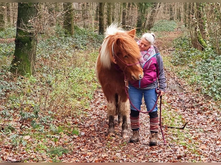 Islandpferd Stute 12 Jahre 137 cm Schecke in Viersen