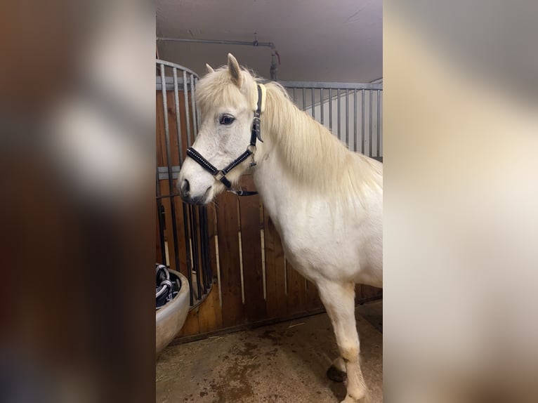 Islandpferd Stute 12 Jahre 137 cm Schimmel in Schweibern