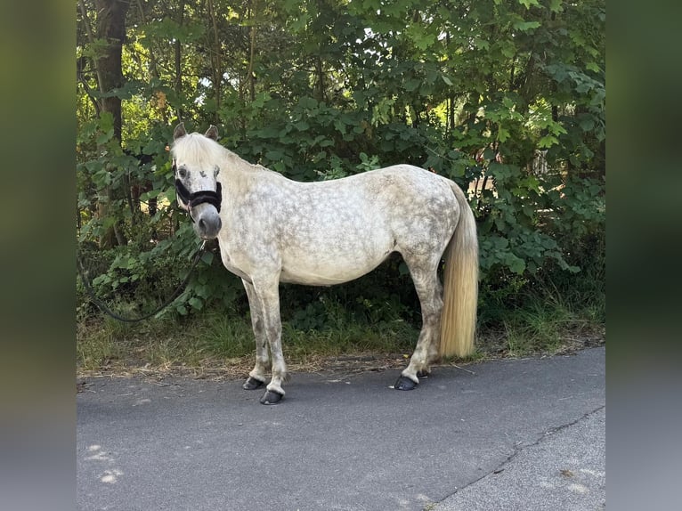Islandpferd Stute 12 Jahre 138 cm Fliegenschimmel in Windhagen