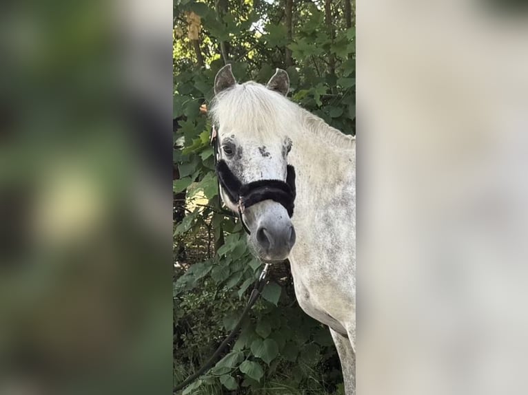 Islandpferd Stute 12 Jahre 138 cm Fliegenschimmel in Windhagen
