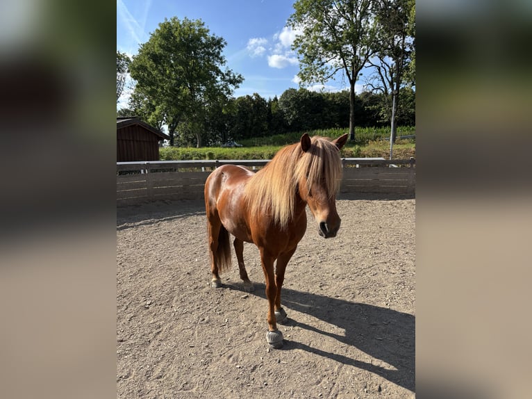 Islandpferd Stute 12 Jahre 138 cm Fuchs in Wermelskirchen
