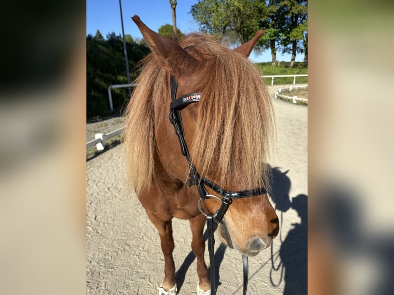 Islandpferd Stute 12 Jahre 138 cm Fuchs in Wermelskirchen