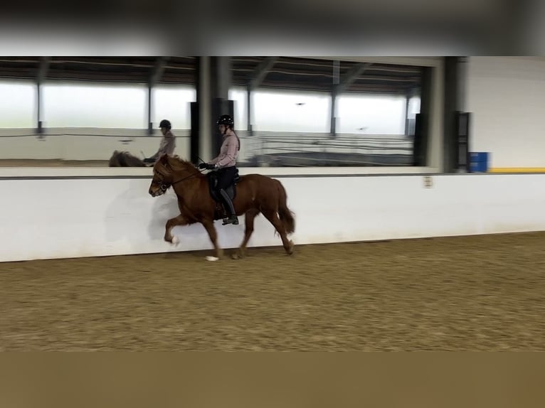 Islandpferd Stute 12 Jahre 138 cm Fuchs in Wermelskirchen