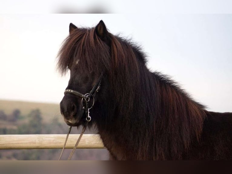 Islandpferd Stute 12 Jahre 138 cm Rappe in Zierenberg