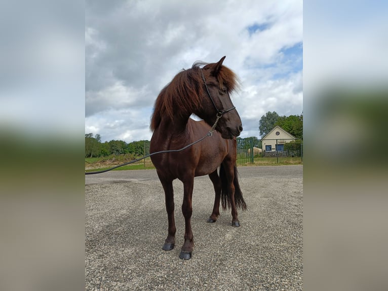 Islandpferd Stute 12 Jahre 138 cm Rappe in Evertsoord