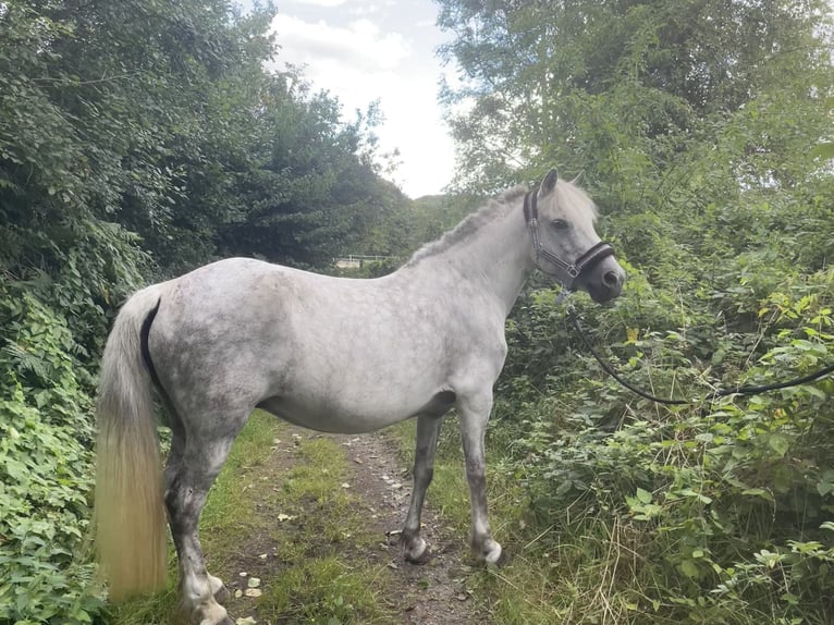 Islandpferd Stute 12 Jahre 138 cm Schimmel in Windhagen