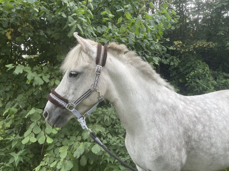 Islandpferd Stute 12 Jahre 138 cm Schimmel in Windhagen