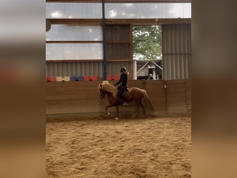 Islandpferd Stute 12 Jahre 139 cm Fuchs in Ehndorf
