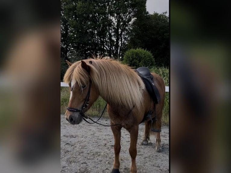 Islandpferd Stute 12 Jahre 139 cm Fuchs in Ehndorf