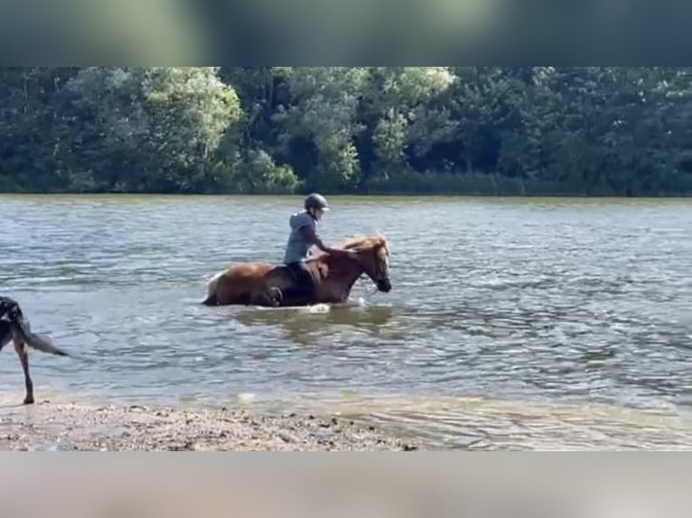 Islandpferd Stute 12 Jahre 139 cm Fuchs in Ehndorf