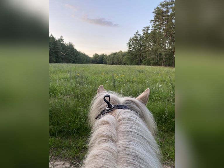 Islandpferd Stute 12 Jahre 139 cm Palomino in Neu Darchau