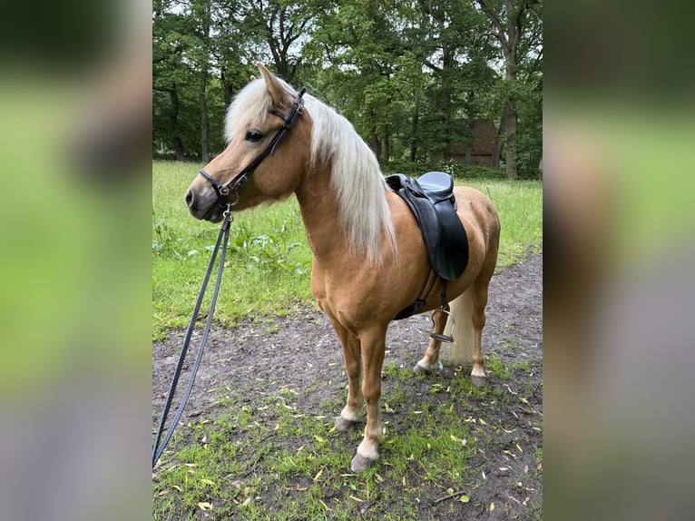 Islandpferd Stute 12 Jahre 139 cm Palomino in Neu Darchau