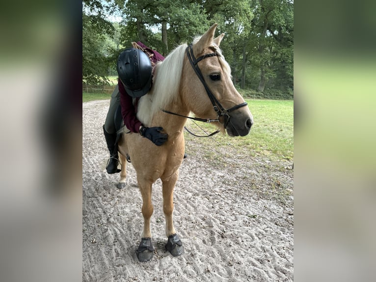 Islandpferd Stute 12 Jahre 139 cm Palomino in Neu Darchau