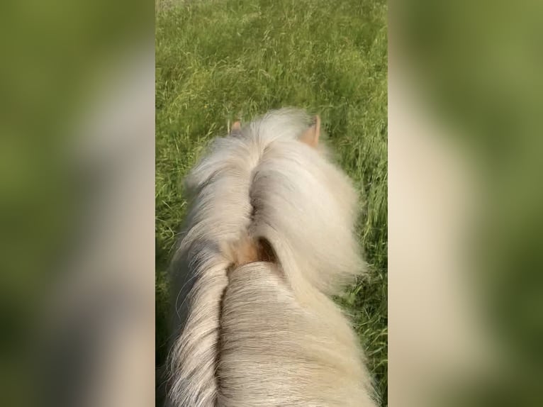 Islandpferd Stute 12 Jahre 139 cm Palomino in Neu Darchau