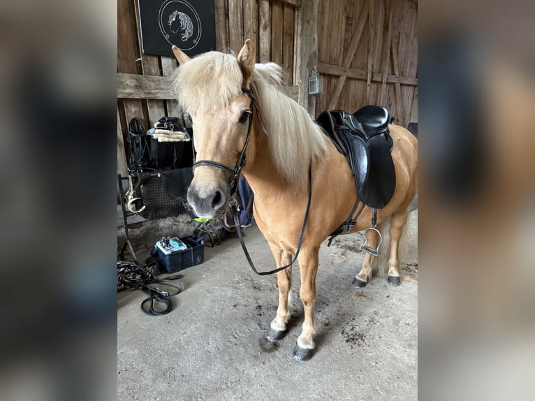 Islandpferd Stute 12 Jahre 139 cm Palomino in Neu Darchau