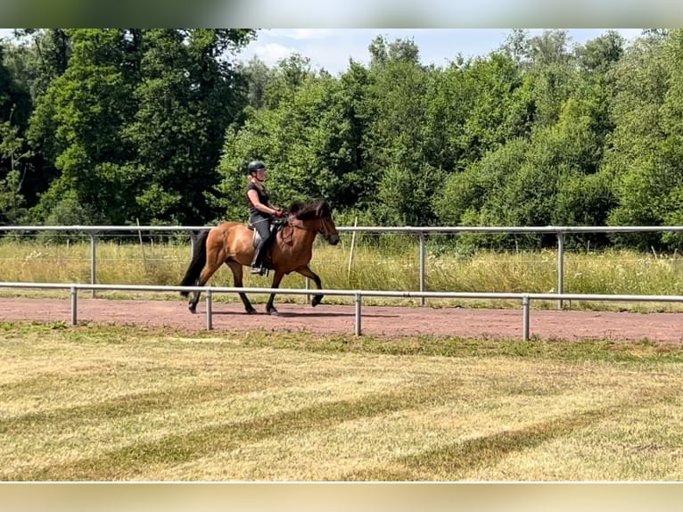 Islandpferd Stute 12 Jahre 140 cm Brauner in Soltau