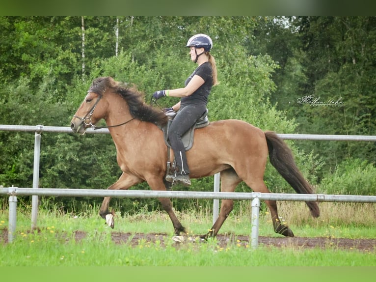 Islandpferd Stute 12 Jahre 140 cm Brauner in Soltau