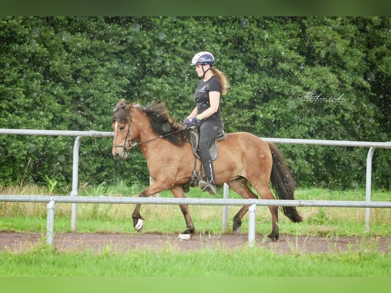 Islandpferd Stute 12 Jahre 140 cm Brauner in Soltau