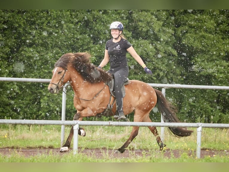 Islandpferd Stute 12 Jahre 140 cm Brauner in Soltau