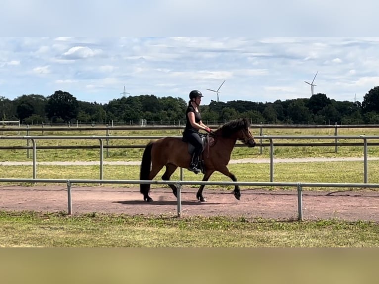 Islandpferd Stute 12 Jahre 140 cm Brauner in Soltau
