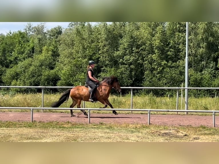 Islandpferd Stute 12 Jahre 140 cm Brauner in Soltau