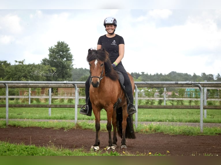 Islandpferd Stute 12 Jahre 140 cm Brauner in Soltau