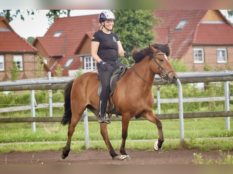 Islandpferd Stute 12 Jahre 140 cm Brauner in Soltau