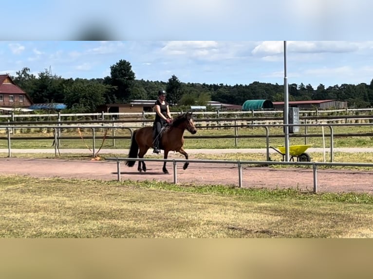 Islandpferd Stute 12 Jahre 140 cm Brauner in Soltau