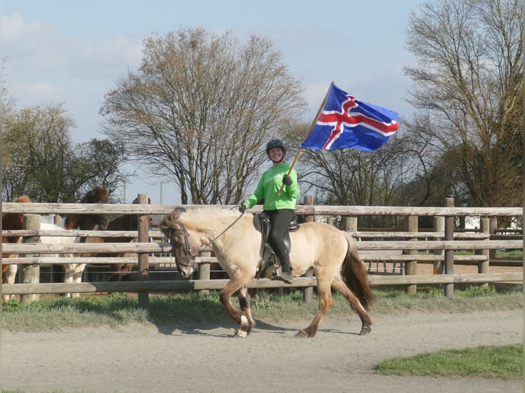 Islandpferd Stute 12 Jahre 140 cm Falbe in Euskirchen