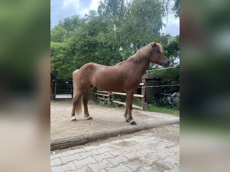 Islandpferd Stute 12 Jahre 140 cm Fuchs in Stuttgart Kaltental
