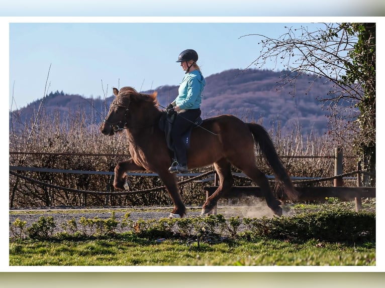 Islandpferd Stute 12 Jahre 140 cm Schimmel in Bad Honnef