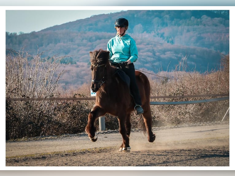 Islandpferd Stute 12 Jahre 140 cm Schimmel in Bad Honnef