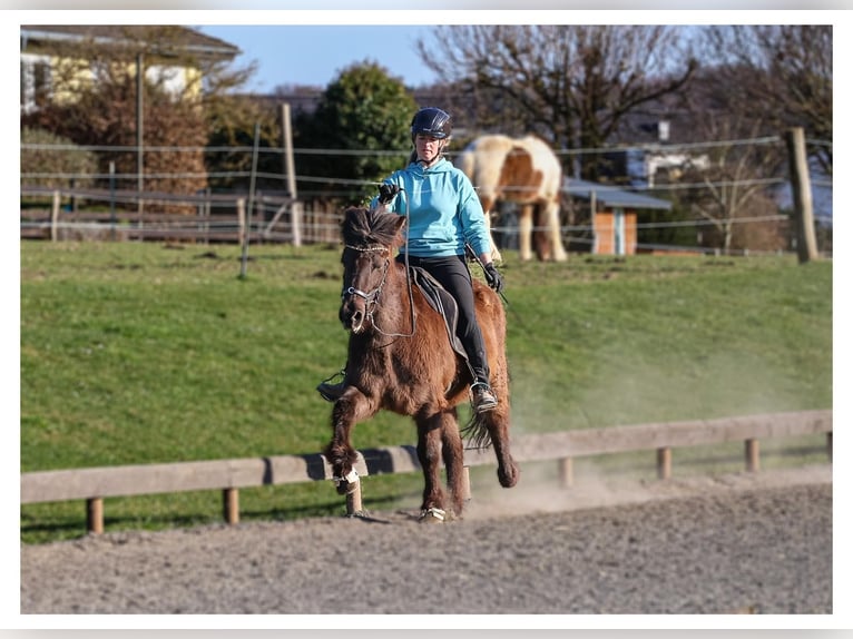 Islandpferd Stute 12 Jahre 140 cm Schimmel in Bad Honnef