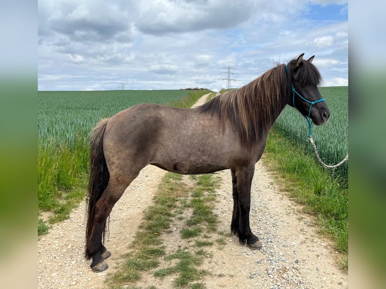 Islandpferd Stute 12 Jahre 141 cm Falbe in Ergoldsbach