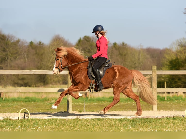 Islandpferd Stute 12 Jahre 142 cm Fuchs in Swisttal