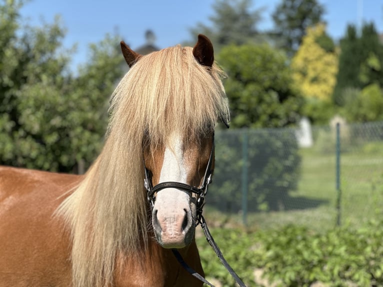 Islandpferd Stute 12 Jahre 142 cm Fuchs in Swisttal