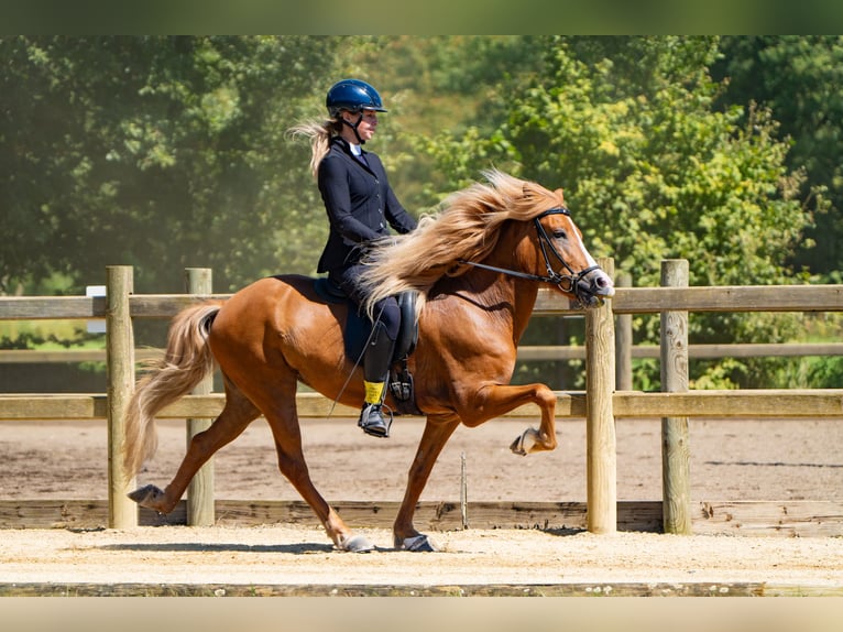 Islandpferd Stute 12 Jahre 142 cm Fuchs in Swisttal