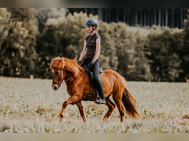 Islandpferd Stute 12 Jahre 142 cm Fuchs in Taufkirchen/Trattnach