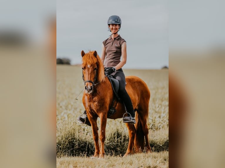 Islandpferd Stute 12 Jahre 142 cm Fuchs in Taufkirchen/Trattnach