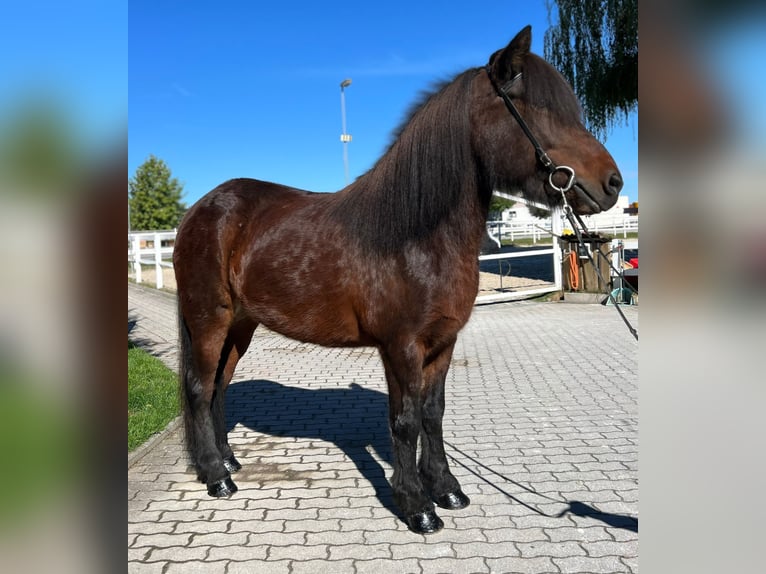 Islandpferd Stute 12 Jahre 142 cm in Lochen am See