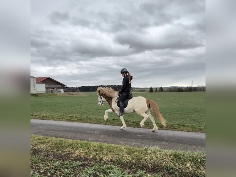Islandpferd Stute 12 Jahre 142 cm Schecke in Rottweil
