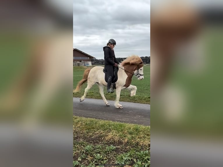 Islandpferd Stute 12 Jahre 142 cm Schecke in Rottweil