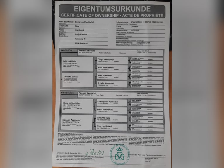 Islandpferd Stute 12 Jahre 143 cm Falbe in Otzberg-Habitzheim