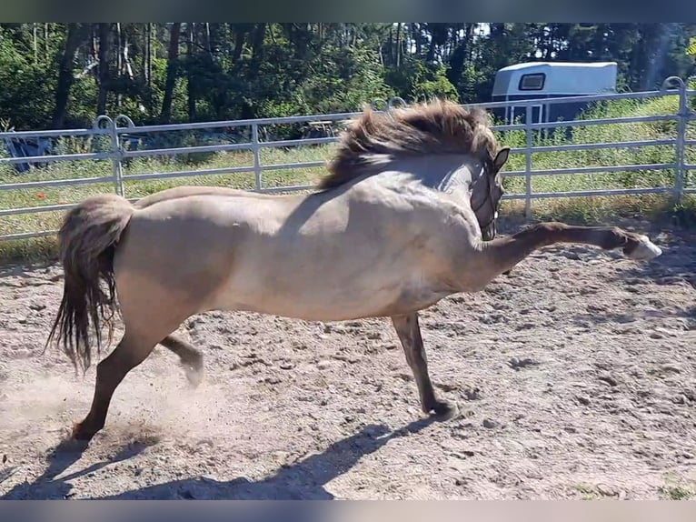 Islandpferd Stute 12 Jahre 143 cm Falbe in Otzberg-Habitzheim