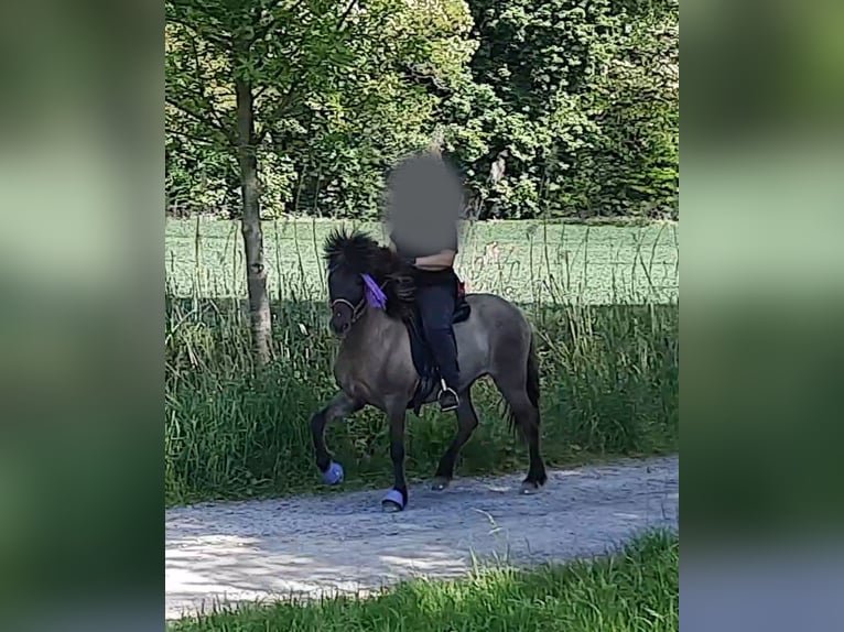 Islandpferd Stute 12 Jahre 143 cm Falbe in Otzberg-Habitzheim