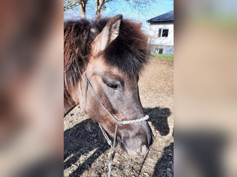 Islandpferd Stute 12 Jahre 143 cm Falbe in Otzberg-Habitzheim