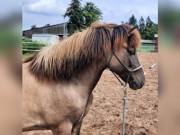 Islandpferd Stute 12 Jahre 143 cm Falbe in Otzberg-Habitzheim