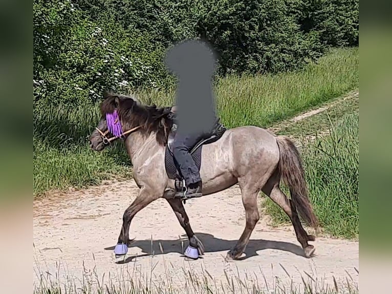 Islandpferd Stute 12 Jahre 143 cm Falbe in Otzberg-Habitzheim