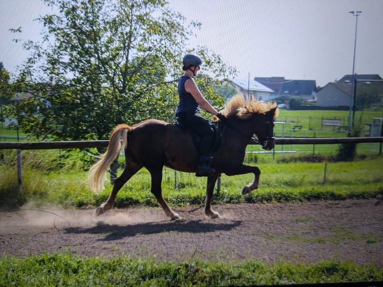 Islandpferd Stute 12 Jahre 144 cm Fuchs in Spiesen-Elversberg