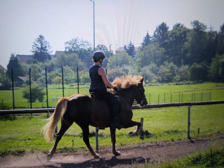 Islandpferd Stute 12 Jahre 144 cm Fuchs in Spiesen-Elversberg
